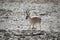 Tibetan Gazelle,  Procapra picticaudata at Gurudonmar, Sikkim