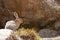 Tibetan Hare, woolly hare , Lepus oiostolus, Jammu and Kashmir, India