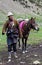 Tibetan herdsman