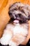 Tibetan Lhasa Apso Small Canine Dog Breed Furry Animal Creature