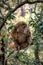 Tibetan Macaque monkey in the wild