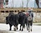 Tibetan man walking 2 yak walking by the lake Shangri La China