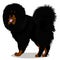 Tibetan mastiff dog