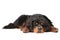 Tibetan Mastiff dog lying on white background