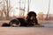 Tibetan mastiff dog in the park