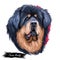 Tibetan Mastiff giant size dog breed portrait isolated on white. Digital art illustration, animal watercolor drawing of hand drawn