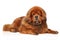 Tibetan Mastiff lying on white floor