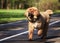 Tibetan Mastiff puppy