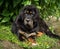 The Tibetan Mastiff puppy.