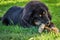 The Tibetan Mastiff puppy.