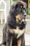 The Tibetan Mastiff puppy.