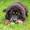 The Tibetan Mastiff puppy.