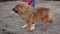 Tibetan mastiff on walk with the owner