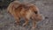 Tibetan mastiff on walk with the owner in the autumn park