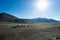 Tibetan nomads travelling with hourses and yaks. Ladakh highland