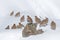Tibetan Partridge, Perdix hodgsoniae, flock of birds sitting in the snow in the winter mountain. Partridge in the stone habitat,