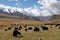 The Tibetan pasture