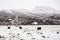 Tibetan Plateau and Herd of Yaks, China