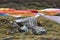 Tibetan prayer flags in Himalayas