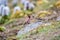 Tibetan rosefinch