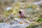 Tibetan rosefinch, carpodacus roborowskii