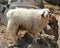 Tibetan sheep