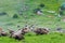 Tibetan sky burial