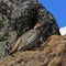 Tibetan Snowcock, beautiful bird