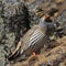 Tibetan Snowcock, bird living in high altitude