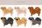 Tibetan spaniel clipart. Different poses, coat colors set