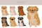 Tibetan spaniel clipart. Different poses, coat colors set