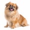 Tibetan spaniel close up portrait isolated on white background. Cute pet, loyal friend,