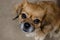 Tibetan spaniel dog looking up