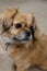 Tibetan spaniel dog portrait