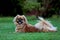 Tibetan spaniel resting in garden