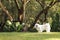 Tibetan Spaniel white small breed dog standing on grass in lush tropical garden on a bright afternoon