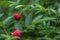 Tibetan strawberry-raspberry, berry. Roseleaf  Rubus rosifolius. Close up on background of leaves