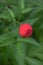 Tibetan strawberry-raspberry, berry. Roseleaf  Rubus rosifolius. Close up on background of leaves