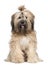 Tibetan Terrier, 1 year old, sitting