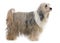 Tibetan terrier