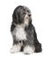 Tibetan Terrier (7 years)