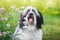 Tibetan terrier  dog with a curious look and open mouth in front of pink flowers