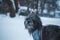 tibetan terrier dog dressed in jacket walking in snowfall weather. Winter walk with puppy