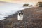 Tibetan terrier dog having rest at black sand beach of Santorini