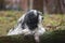 Tibetan terrier dog laying on a tree trunk in forest and is covered in mud