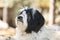 Tibetan terrier dog lying down and looking up towards its owner, close up