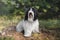 Tibetan terrier dog sitting on a rock and looking at camera