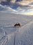 Tibetan terrier dog on snow in very windy morning