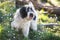 Tibetan terrier dog in the spring forest, selective focus
