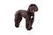 Tibetan Terrier Dog Standing Looking Forward